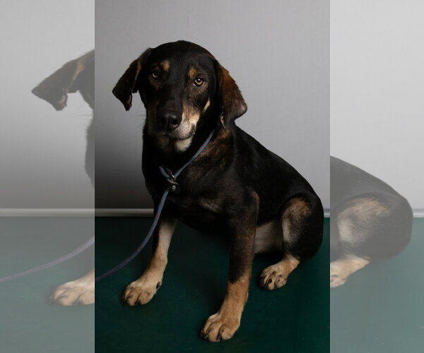 Medium Photo #4 Beagle-Unknown Mix Puppy For Sale in Frenchburg, KY, USA