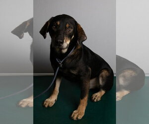 Nick - Male Beagle-Unknown Mix Dog for Adoption - Photo #4
