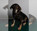 Small Photo #4 Beagle-Unknown Mix Puppy For Sale in Frenchburg, KY, USA