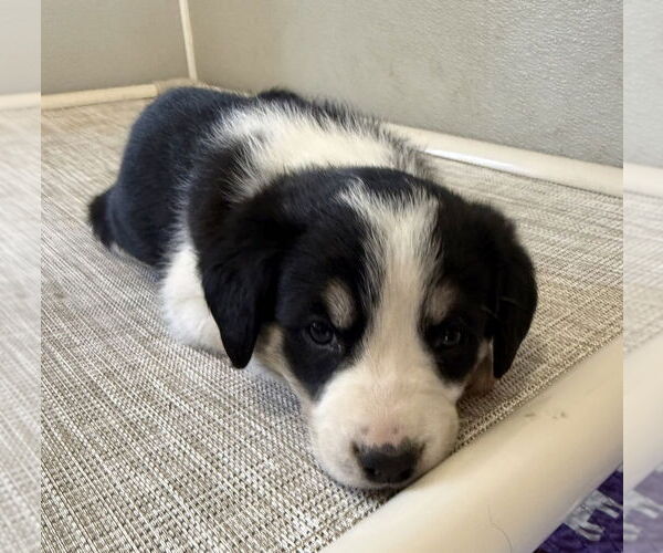 Medium Photo #2 Borador Puppy For Sale in Bolivar, MO, USA