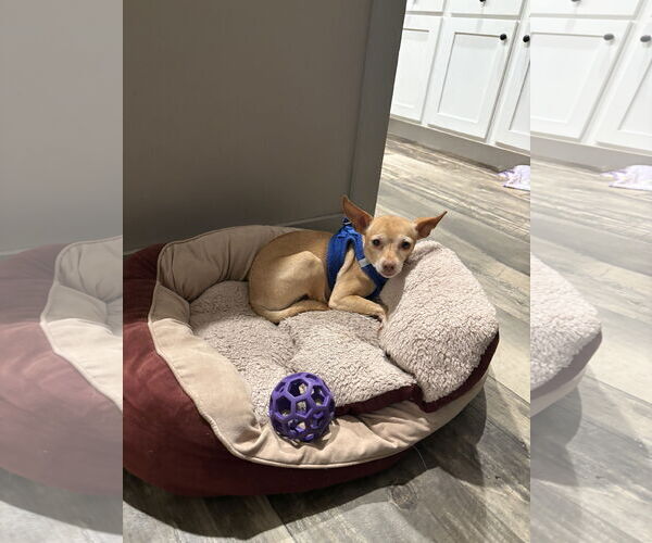 Medium Photo #2 Chihuahua Puppy For Sale in Mount Pleasant, SC, USA