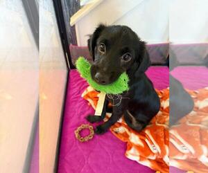 Australian Shepherd-Chihuahua Mix Dogs for adoption in Coldwater, MI, USA