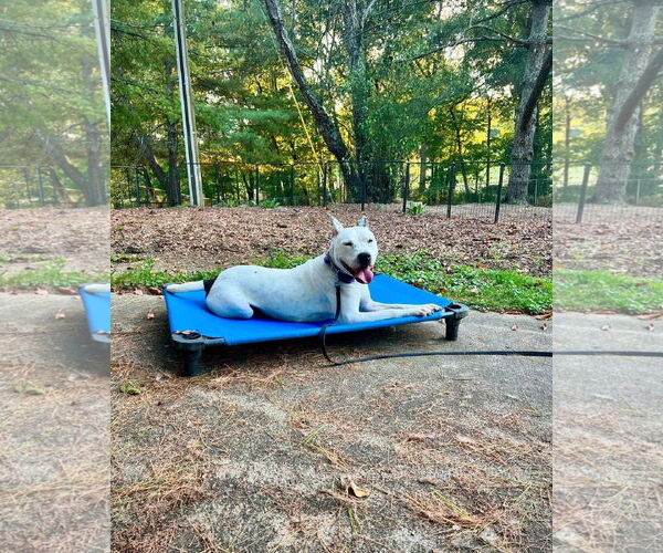 Medium Photo #8 American Pit Bull Terrier-Unknown Mix Puppy For Sale in Germantown, OH, USA