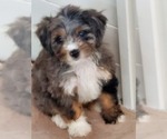 Small Photo #643 Aussiedoodle Miniature  Puppy For Sale in STAFFORD, VA, USA