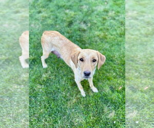 Mama Indie - Female Labrador Retriever-Unknown Mix Dog for Adoption - Photo #3