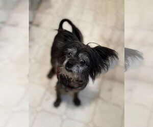 Medium Mutt