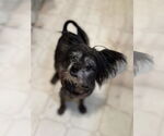 Small Mutt