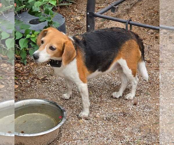 Medium Photo #6 Beagle Puppy For Sale in Las Vegas, NV, USA
