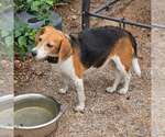 Small Photo #6 Beagle Puppy For Sale in Las Vegas, NV, USA
