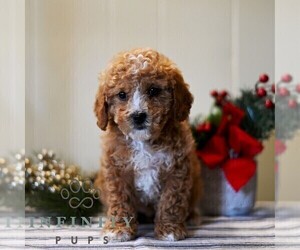 Poodle (Miniature) Puppy for sale in DORNSIFE, PA, USA