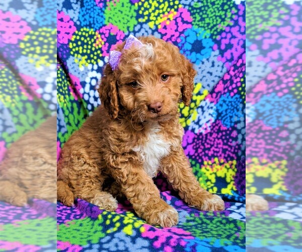 Medium Photo #3 Goldendoodle Puppy For Sale in GLEN ROCK, PA, USA