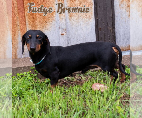 Medium Photo #4 Dachshund Puppy For Sale in San Antonio, TX, USA