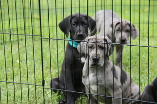 Great Dane Puppy for sale in NEENAH, WI, USA