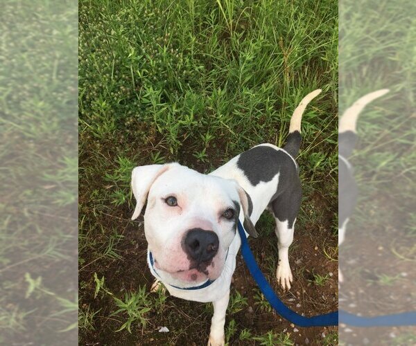 Medium Photo #4 American Bulldog Puppy For Sale in Jackson, MS, USA