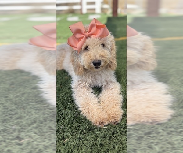Medium Photo #1 Goldendoodle mix (+ Poodle Miniature) Puppy For Sale in MENIFEE, CA, USA