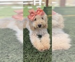 Puppy Puppy 7 Goldendoodle mix (+ Poodle Miniature)