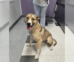 Small Australian Shepherd Mix