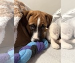 Small #3 Boxer Mix