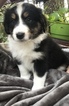 Small Photo #1 Australian Shepherd Puppy For Sale in WELLBORN, FL, USA