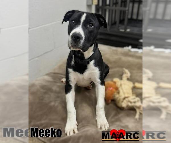 Medium Photo #2 Great Dane-Unknown Mix Puppy For Sale in Maryville, TN, USA