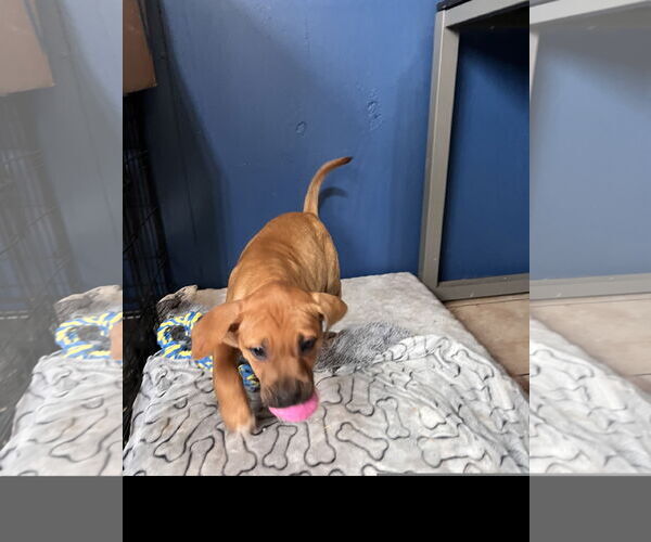 Medium Photo #3 Labrador Retriever-Unknown Mix Puppy For Sale in Tracy City, TN, USA