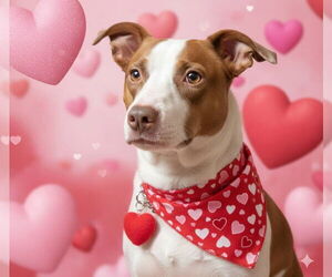 Jack Russell Terrier-Unknown Mix Dogs for adoption in Germantown, OH, USA