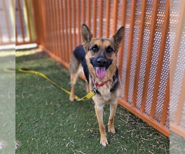 Medium Photo #1 German Shepherd Dog-Unknown Mix Puppy For Sale in Las Vegas, NV, USA