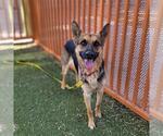 Small German Shepherd Dog Mix