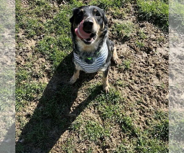 Medium Photo #4 Australian Shepherd-Unknown Mix Puppy For Sale in Osgood, IN, USA