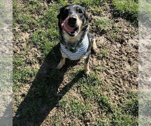 Nevah - Female Australian Shepherd-Unknown Mix Dog for Adoption - Photo #4