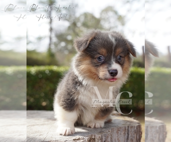 Medium Photo #2 Pembroke Welsh Corgi Puppy For Sale in FLORALA, AL, USA