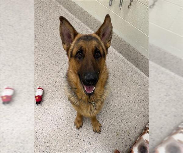 Medium Photo #1 German Shepherd Dog Puppy For Sale in Brighton, CO, USA