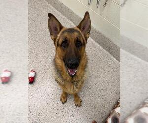German Shepherd Dog Dogs for adoption in Brighton, CO, USA
