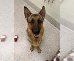 Small German Shepherd Dog
