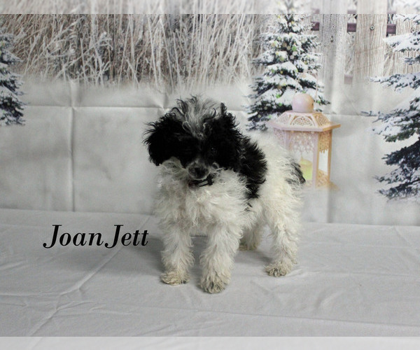 Medium Photo #25 Poodle (Toy) Puppy For Sale in CHANUTE, KS, USA