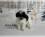 Small #24 Poodle (Toy)
