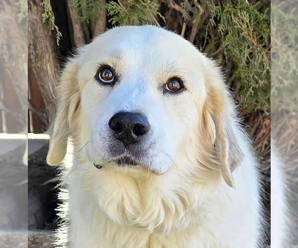Medium Photo #1 Great Pyrenees Puppy For Sale in Albuquerque, NM, USA