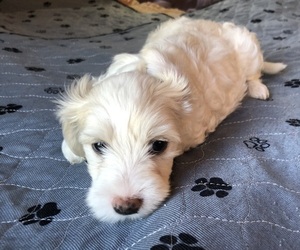 Chinese Crested Puppy for sale in EUGENE, OR, USA