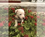 Small Photo #20 Jack Russell Terrier Puppy For Sale in MABLETON, GA, USA