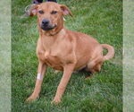 Small #3 Labrador Retriever-Red Heeler Mix