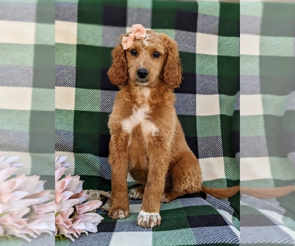 Medium Photo #6 Goldendoodle (Miniature) Puppy For Sale in QUARRYVILLE, PA, USA