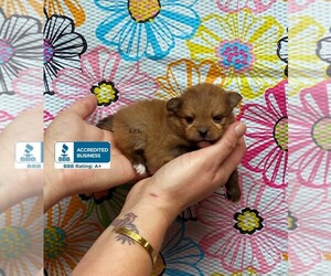 Pomeranian Puppy for sale in WINNSBORO, LA, USA