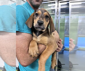 Mutt Dogs for adoption in Elmsford, NY, USA