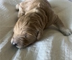 Small Photo #114 Goldendoodle Puppy For Sale in PHOENIX, AZ, USA