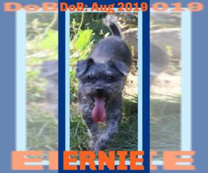 Miniature Schnauzer-Poodle (Miniature) Mix Dogs for adoption in Sebec, ME, USA