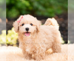 Small Photo #82 Maltipoo (Miniature) Puppy For Sale in WARSAW, IN, USA