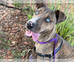*COLT - Female Mutt Dog for Adoption - Photo #2
