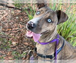 Small Photo #2 Mutt Puppy For Sale in Santa Rosa, CA, USA