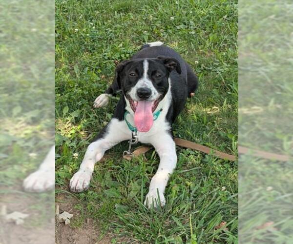 Medium Photo #1 Collie-Labrador Retriever Mix Puppy For Sale in Derwood, MD, USA