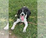 Small Collie-Labrador Retriever Mix